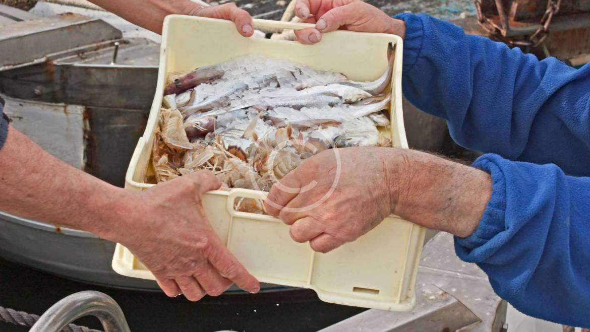 The Health Benefits of Seafood: Why You Should Choose Catch