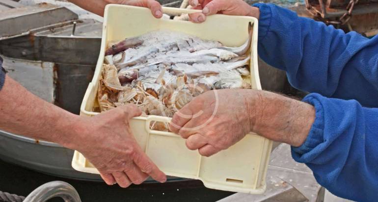 The Health Benefits of Seafood: Why You Should Choose Catch